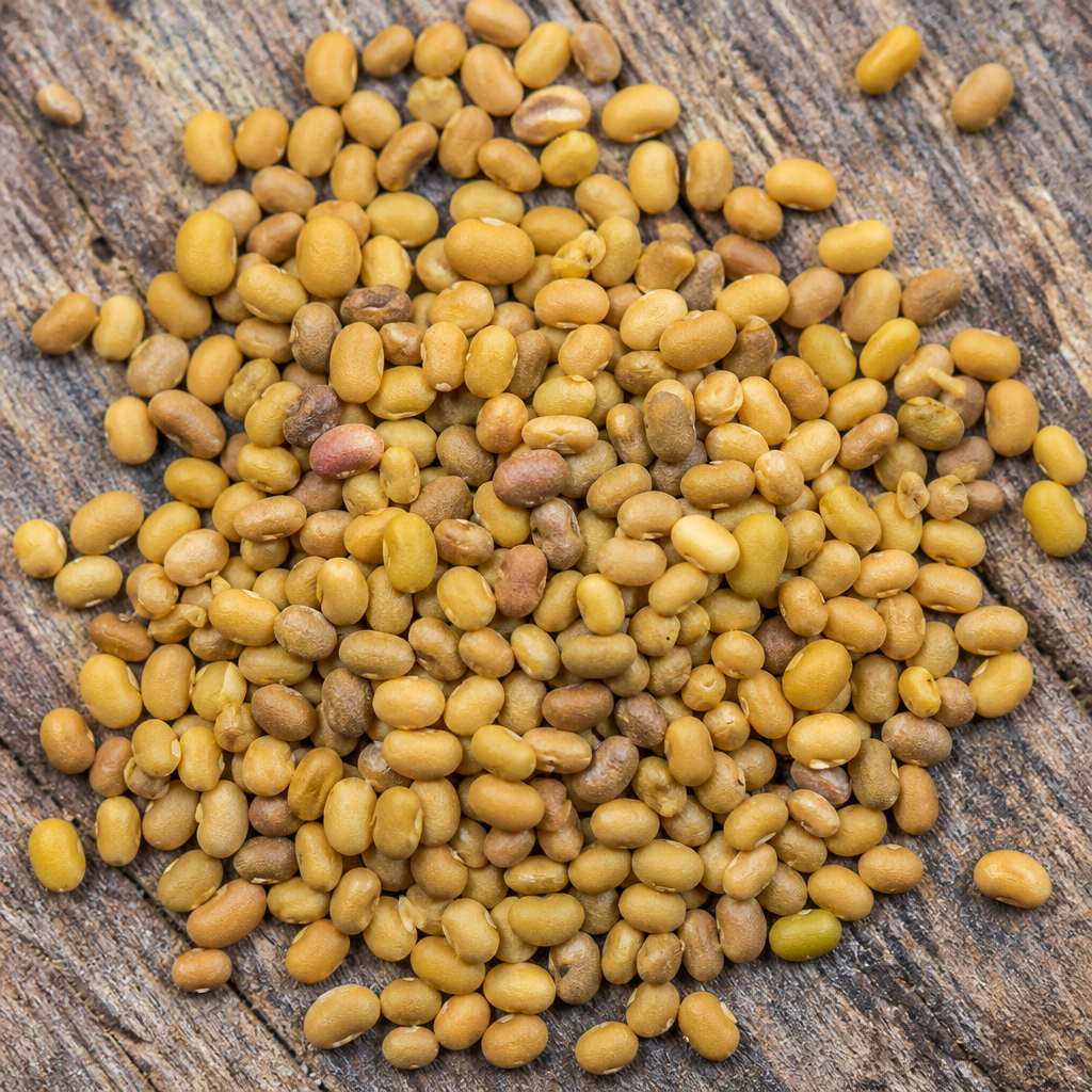 Clover Seed
