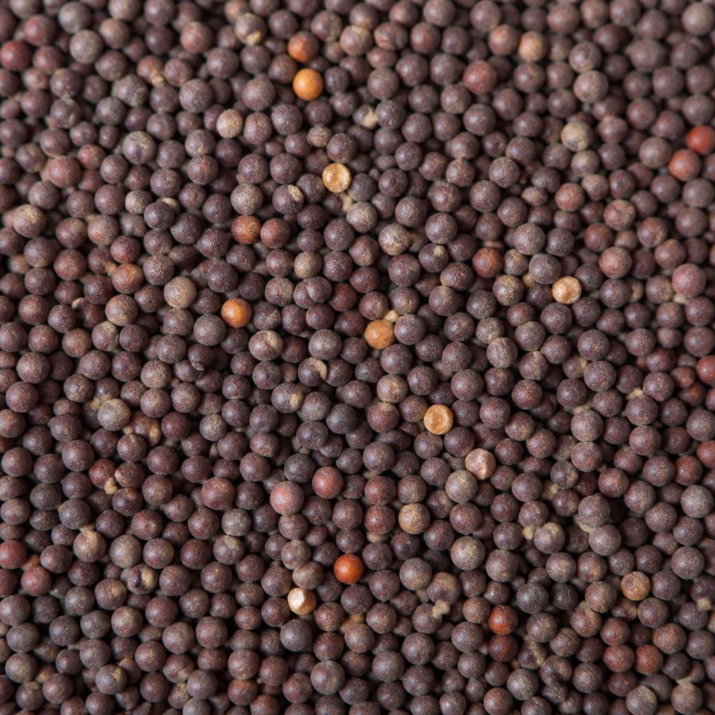 Mustard Seed for sowing