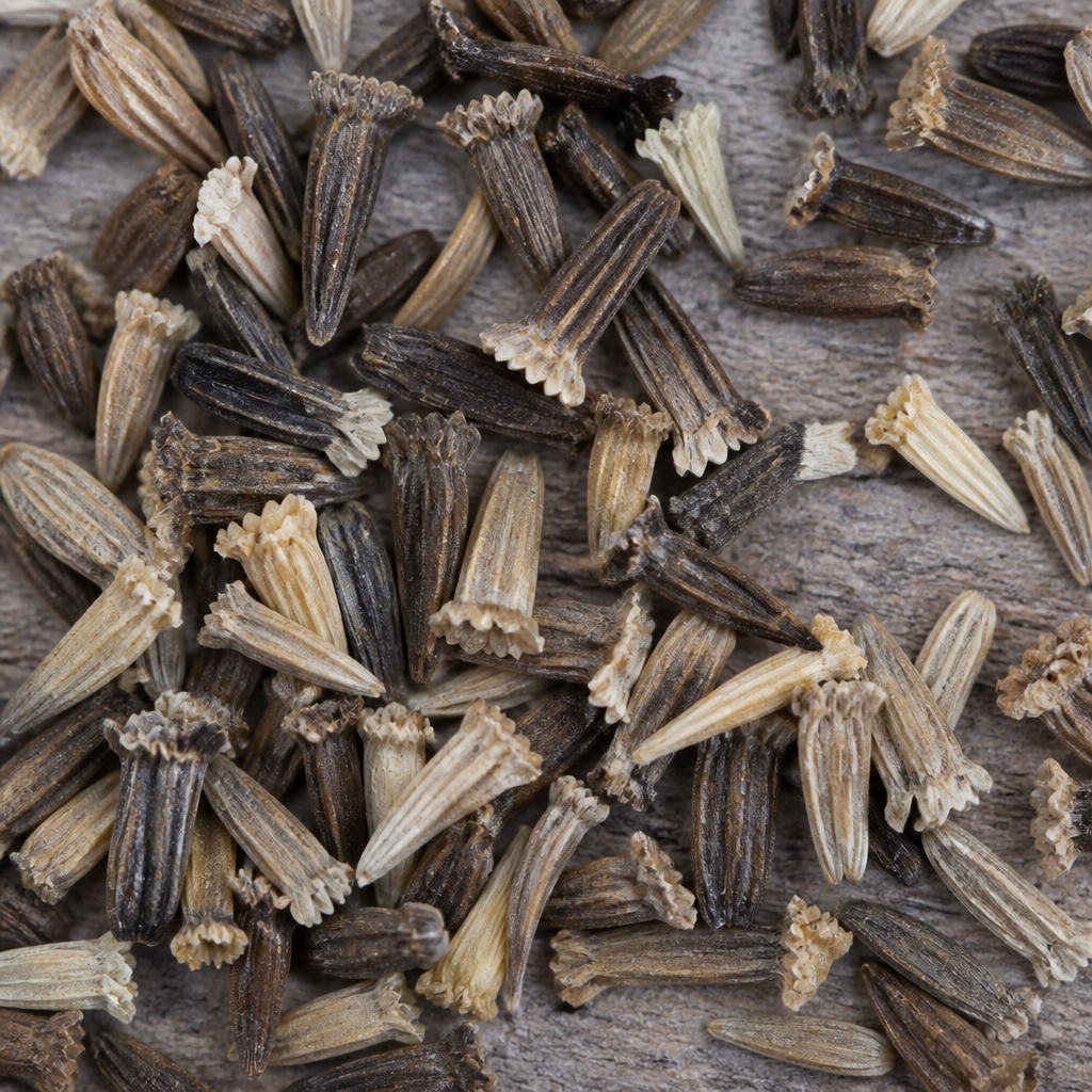 Zinnia Seed