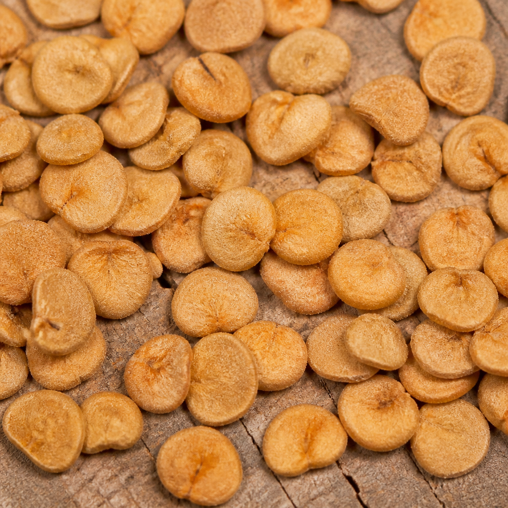 Brinjal Seed