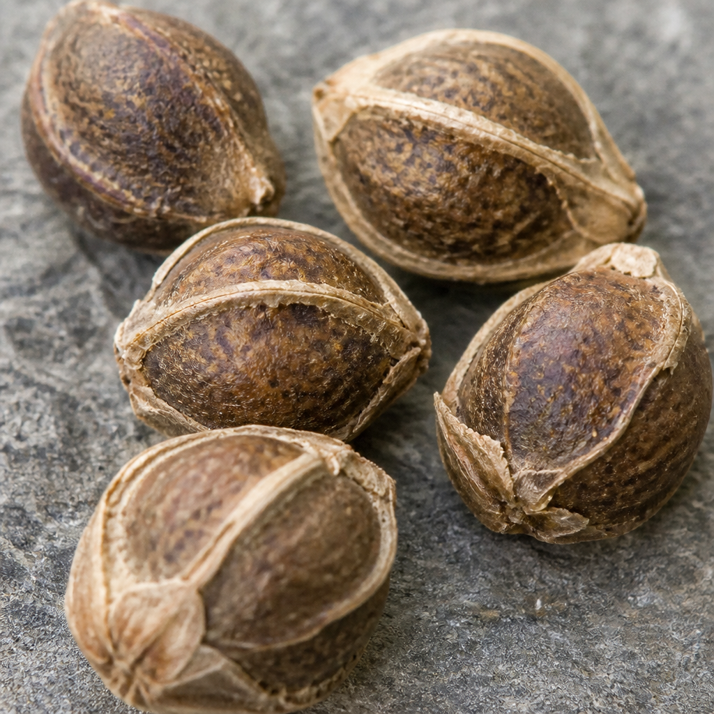Amla Seed for planting