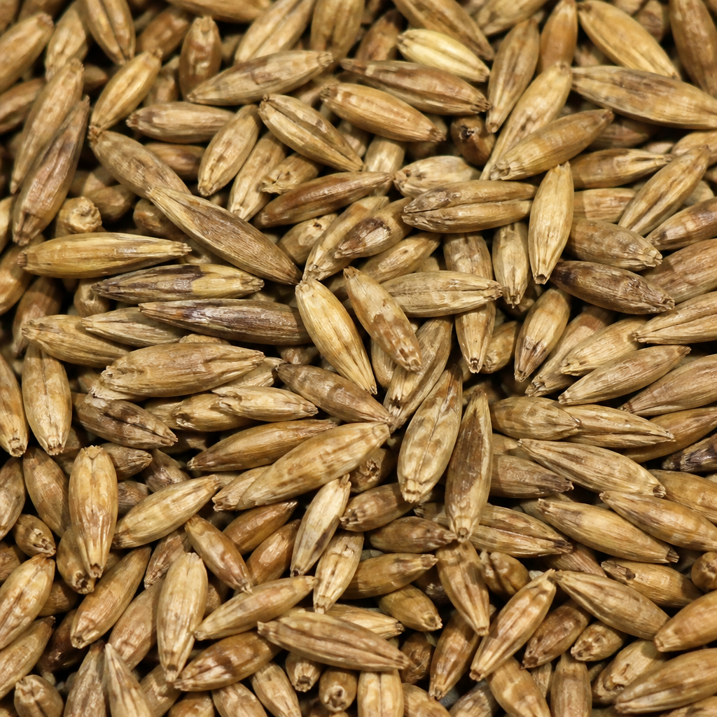 Sudan Grass Seed