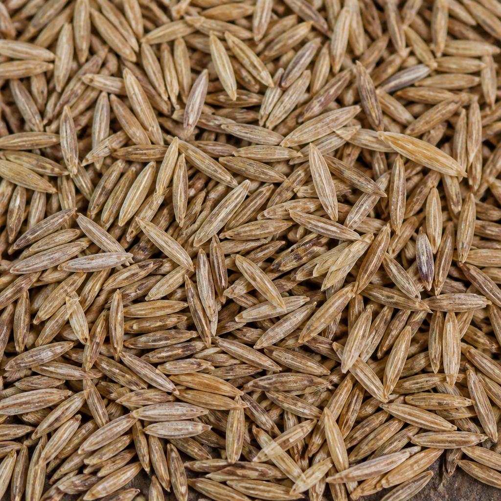 Rhodes Grass Seed