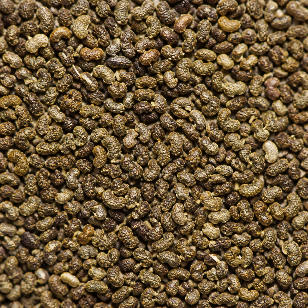 Oregano Seed
