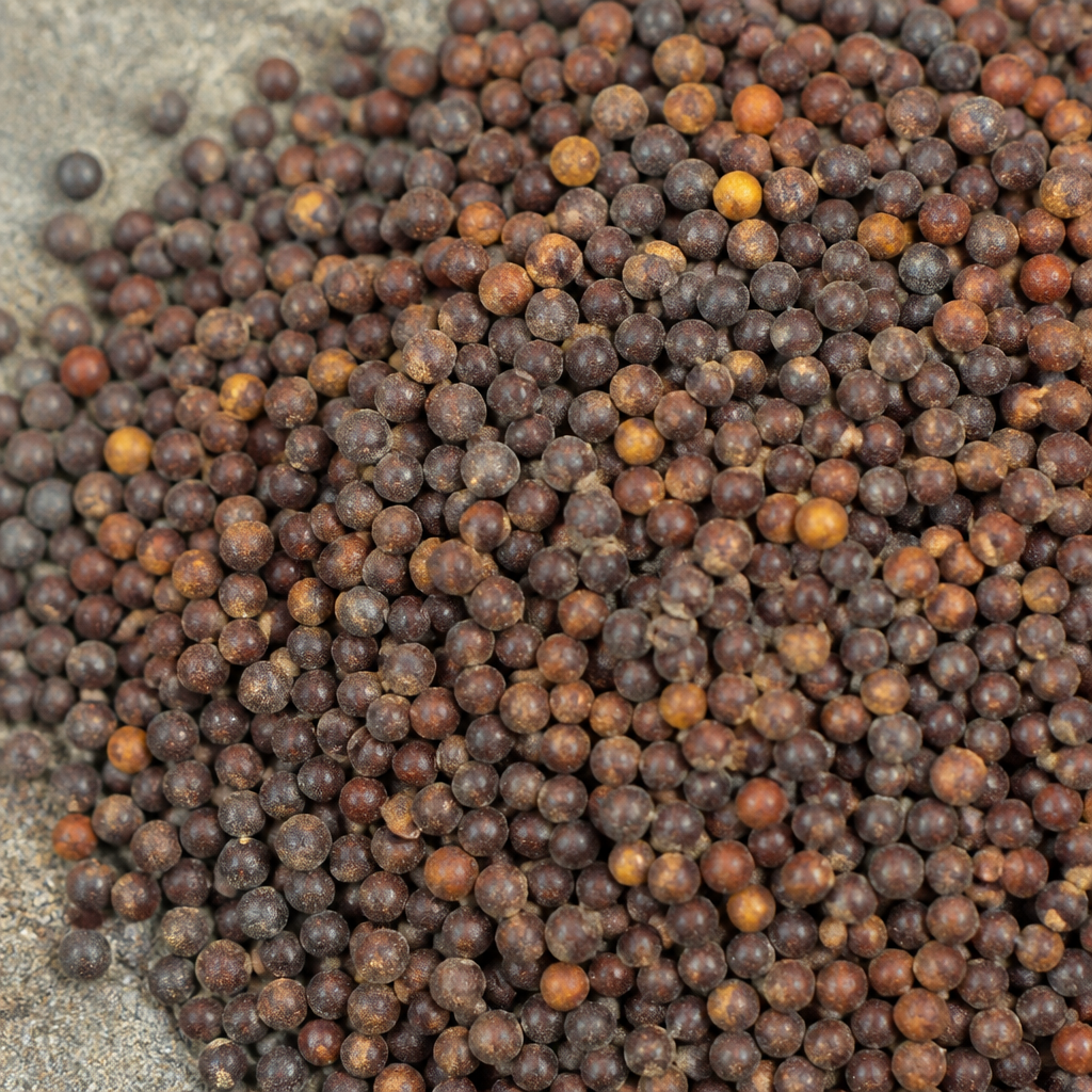 Fodder Mustard Seed