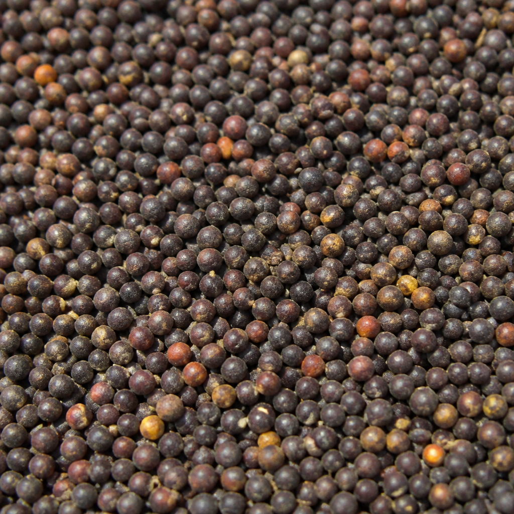 Fodder Rapeseed Seed