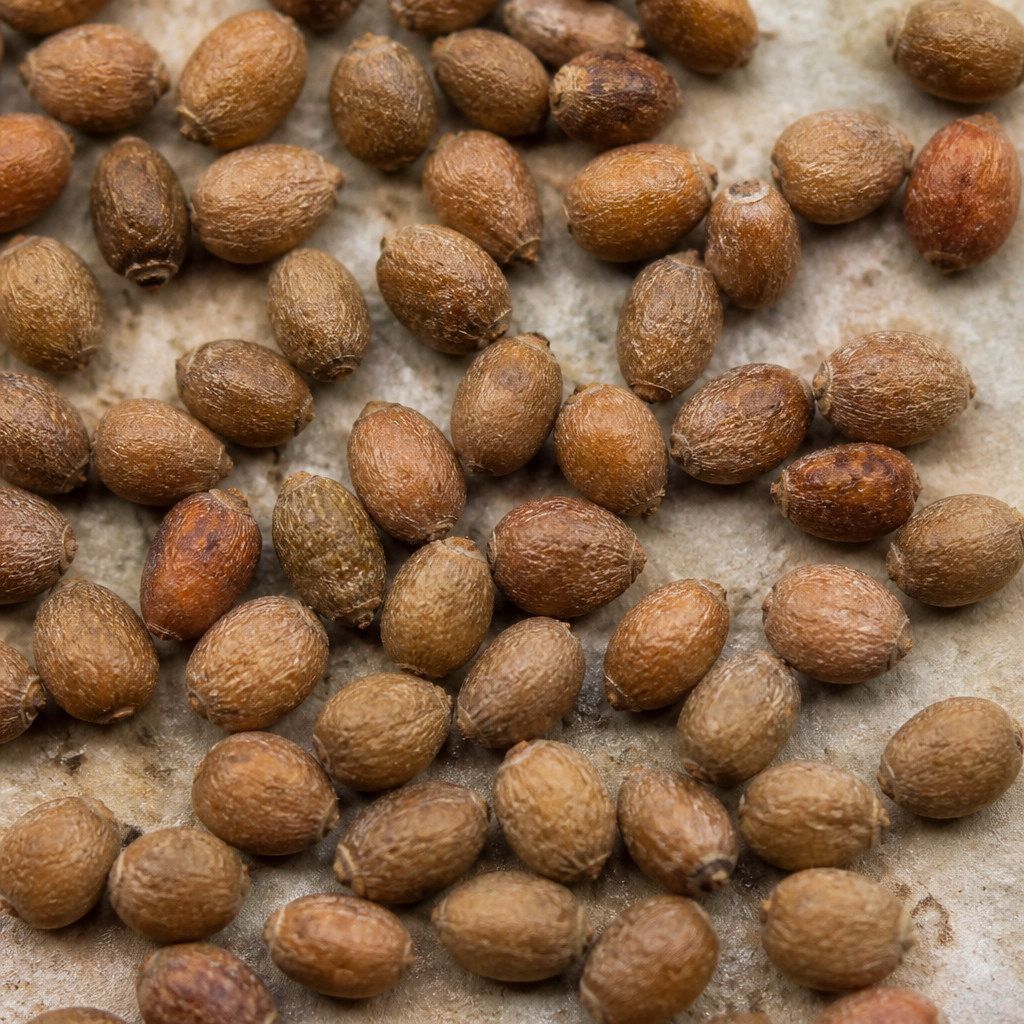 Raspberry Seed