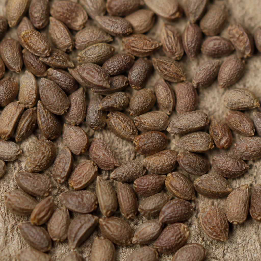 Gooseberry Seed