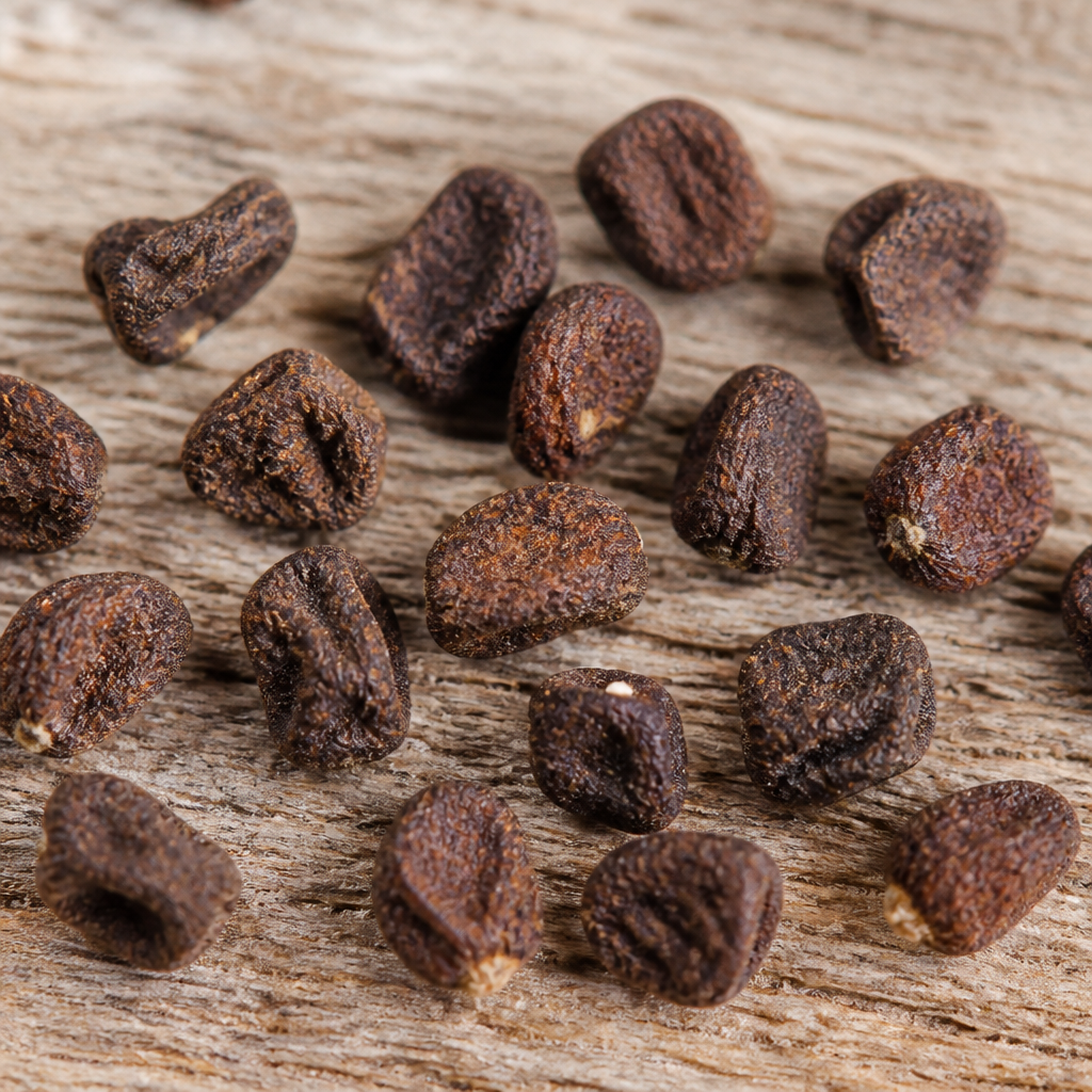 Bougainvillea Seed
